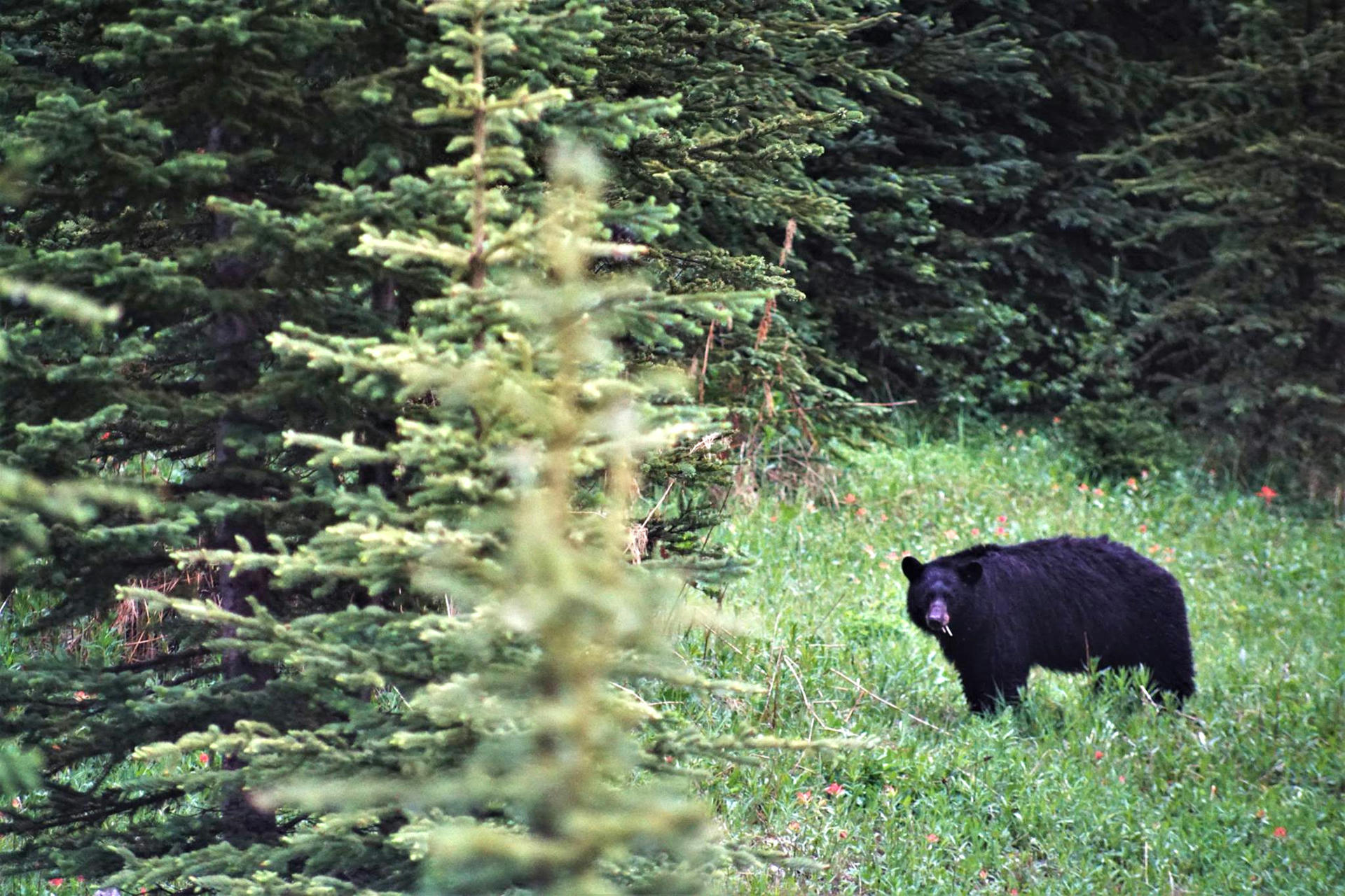 Whitehorse Road Trip Day 12